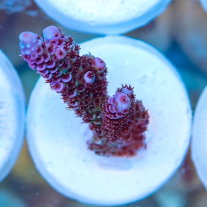 Acropora millepora - "Paradise Rainbow Millie" - WYSIWYG nr 11