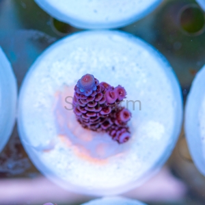 Acropora millepora - "Paradise Rainbow Millie" - WYSIWYG nr 12