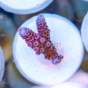 Acropora millepora - "Paradise Rainbow Millie" - WYSIWYG nr 13