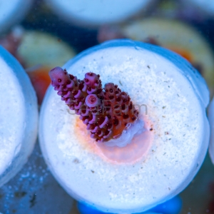 Acropora millepora - "Paradise Rainbow Millie" - WYSIWYG nr 15