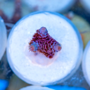 Acropora millepora - "Paradise Rainbow Millie" - WYSIWYG nr 9