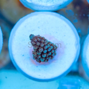 Acropora nasuta - "Gold Blue Tip" - WYSIWYG nr 1