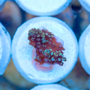 Acropora nasuta - "Gold Blue Tip" - WYSIWYG nr 2