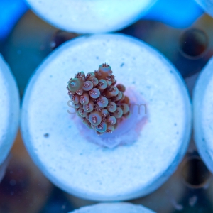 Acropora nasuta - "Gold Blue Tip" - WYSIWYG nr 3