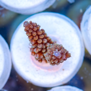Acropora nasuta - "Gold Blue Tip" - WYSIWYG nr 5