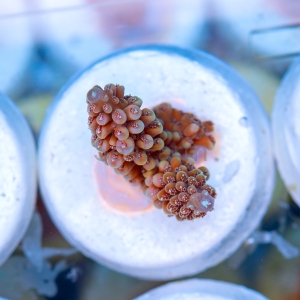 Acropora nasuta - "Gold Blue Tip" - WYSIWYG nr 6