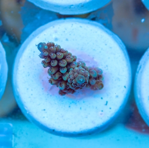 Acropora nasuta - "Gold Blue Tip" - WYSIWYG nr 7