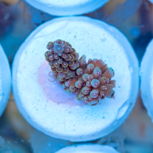 Acropora nasuta - "Gold Blue Tip" - WYSIWYG nr 8