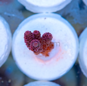 Acropora millepora - "Rose Red" - WYSIWYG nr 1