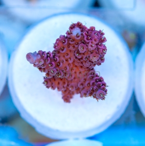 Acropora millepora - "Rose Red" - WYSIWYG nr 2
