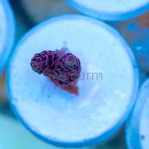 Acropora millepora - "Rose Red" - WYSIWYG nr 3