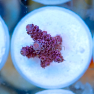 Acropora millepora - "Rose Red" - WYSIWYG nr 4