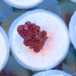 Acropora millepora - "Rose Red" - WYSIWYG nr 7