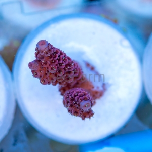 Acropora millepora - "Rose Red" - WYSIWYG nr 8