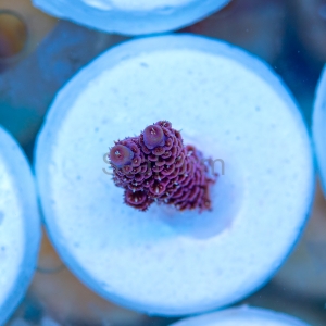 Acropora millepora - "Rose Red" - WYSIWYG nr 10