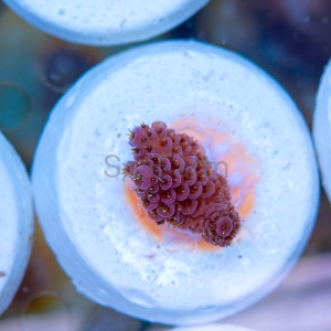 Acropora millepora - "Rose Red" - WYSIWYG nr 11