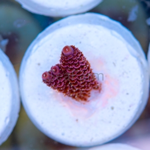 Acropora millepora - "Rose Red" - WYSIWYG nr 12