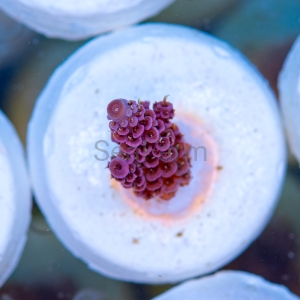 Acropora millepora - "Rose Red" - WYSIWYG nr 13