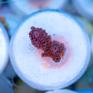 Acropora millepora - "Rose Red" - WYSIWYG nr 14