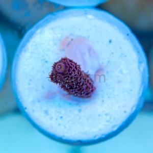 Acropora millepora - "Rose Red" - WYSIWYG nr 15