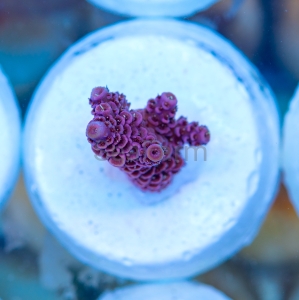 Acropora millepora - "Rose Red" - WYSIWYG nr 16