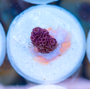 Acropora millepora - "Rose Red" - WYSIWYG nr 17