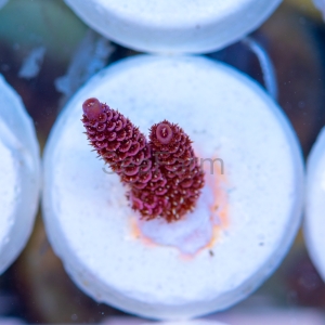 Acropora millepora - "Rose Red" - WYSIWYG nr 18