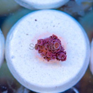 Acropora millepora - "Rose Red" - WYSIWYG nr 19