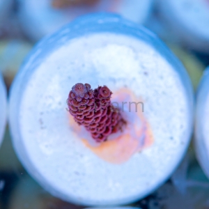 Acropora millepora - "Rose Red" - WYSIWYG nr 20