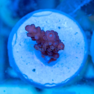 Acropora Loripes "Honey Shine" - WYSIWYG nr 1