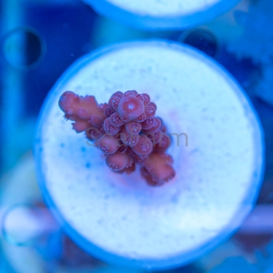 Acropora Loripes "Honey Shine" - WYSIWYG nr 2