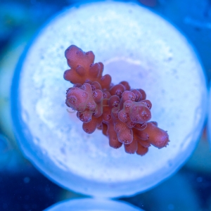 Acropora Loripes "Honey Shine" - WYSIWYG nr 5