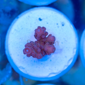 Acropora loripes "Honey Shine" - WYSIWYG nr 8