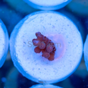 Acropora loripes "Honey Shine" - WYSIWYG nr 10