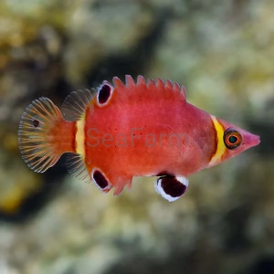 Wetmorella nigropinnata - odłów ręczny, bez trucizn 