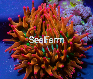 Entacmaea quadricolor "Red Rainbow" 