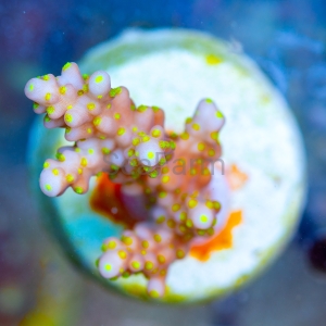 Acropora cerealis "Yellow Sun" - WYSIWYG nr 1