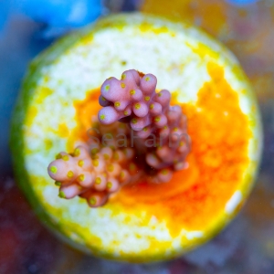 Acropora cerealis "Yellow Sun" - WYSIWYG nr 2