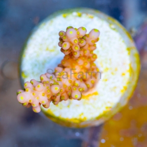 Acropora cerealis "Yellow Sun" - WYSIWYG nr 3