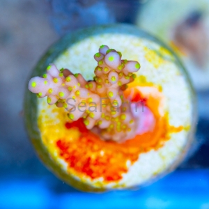 Acropora cerealis "Yellow Sun" - WYSIWYG nr 4