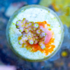 Acropora cerealis "Yellow Sun" - WYSIWYG nr 5