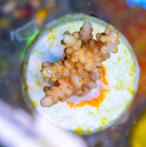 Acropora cerealis "Yellow Sun" - WYSIWYG nr 6