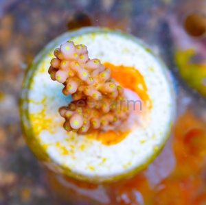 Acropora cerealis "Yellow Sun" - WYSIWYG nr 7