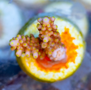 Acropora cerealis "Yellow Sun" - WYSIWYG nr 8