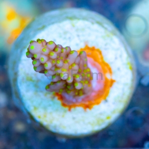 Acropora cerealis "Yellow Sun" - WYSIWYG nr 9