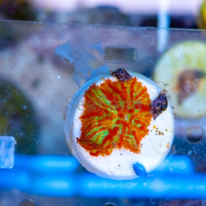 Rhodactis sp.  "SF Red Bull" WYSIWYG nr 2