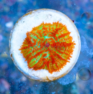 Rhodactis sp.  "SF Red Bull" WYSIWYG nr 4