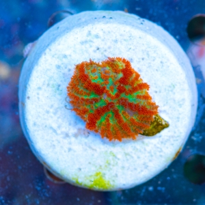 Rhodactis sp.  "SF Red Bull" WYSIWYG nr 5