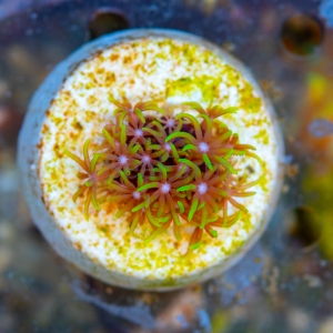 Briareum sp. "Neon Green Polyp" WYSIWYG nr 1