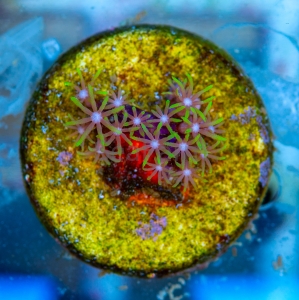 Briareum sp. "Neon Green Polyp" WYSIWYG nr 2